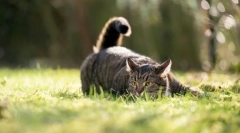 De ce pisicile doresc coada?