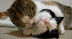 De ce pisicile se linge reciproc?