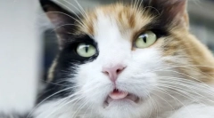 De ce pisicile pun limba?