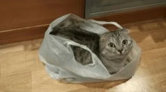 De ce pisica linge pachetele de polietilenă și cum să-l înțămiți din acest obicei