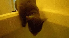 De ce pisicile nu-i plac apa?