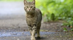 De ce pisicile nu se rădăcină în casă: cauze și semne