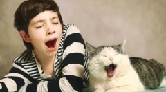 De ce pisicile caută