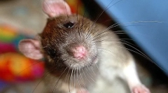 De ce șobolanul bate, clicuri și scârțâie cu dinți