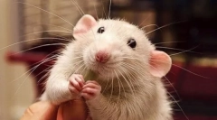 De ce șobolanul zâmbește și râde