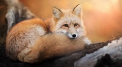 De ce este vulpea să ia în considerare viclenia?