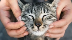 De ce oamenii iubesc pisicile?