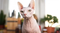 De ce oamenii nu-i plac pisicile?