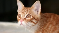 De ce se află pisica?