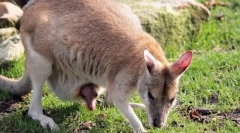 De ce mamiferele sunt așa-numite?