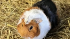 De ce porcul guineei a fost numit cobai