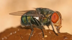 De ce zboară ca gunoiul de gunoi?