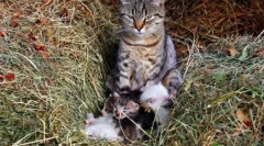 De ce pisica murchat: mystery mistere fluffy animale de companie