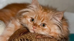 De ce ne place pisicile - opinia expertului