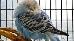 De ce a fost un papagal ondulat