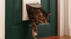 De ce pisicile noastre nu-i plac ușile închise?