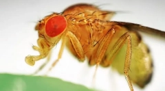 De ce fructe care zboară atât de dragoste genetică?