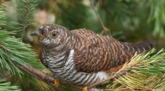 De ce păsările nu-i plac cucul?