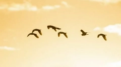 De ce păsările zboară spre sud?