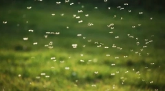 De ce țânțari pianic?