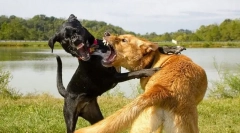 De ce câinele se grăbește pe alți câini?