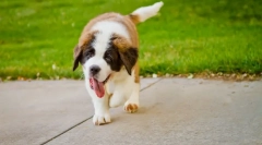 De ce câinele respiră adesea?