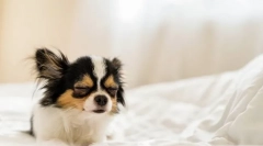 De ce câinele descărcați adesea?