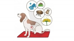 De ce mănâncă câini?