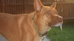 De ce câinele își trage labele într-un vis