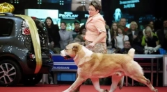 De ce câinele ar trebui să meargă la stânga proprietarului