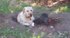 De ce câinele mănâncă teren