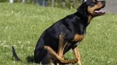 De ce câinele merge pe papa?