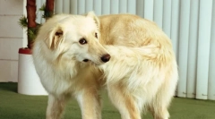 De ce câinele își nibune coada?