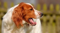 De ce tuse de câine