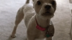 De ce câine pleacă