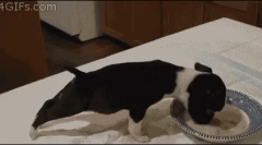 De ce câinele nu mănâncă alimente uscate?