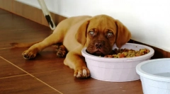 De ce câinele nu mănâncă?