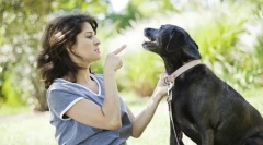 De ce câinele nu execută echipe?