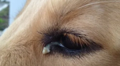 De ce câinele se uită la ochi