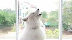 De ce doar sculiturile câinelui și cum să-l înțămiți din ea