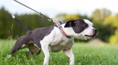 De ce câinele trage lesa?