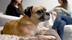 De ce câinele se agită