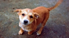 De ce câinele vagă coada?