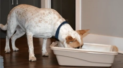 De ce câinii mănâncă excremente de pisică?