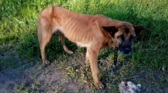 De ce câinii își mănâncă puii