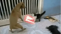 De ce câinii nu-i plac pisicile?