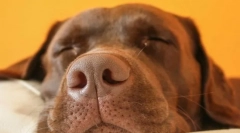 De ce câinii mârâsc și plânge într-un vis?