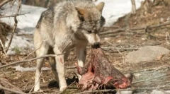 De ce câinii îngropă alimentele
