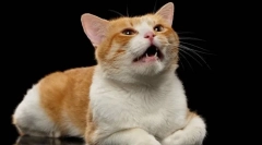 De ce pisica sterilizată țipă?