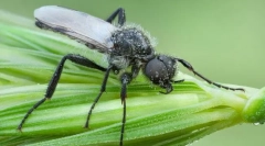 De ce tolstonozhkov se numește flys martam?